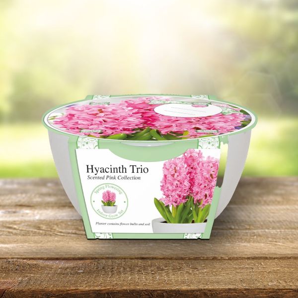 Hyacinth Pink Trio Indoor Set with Decorative White Bowl